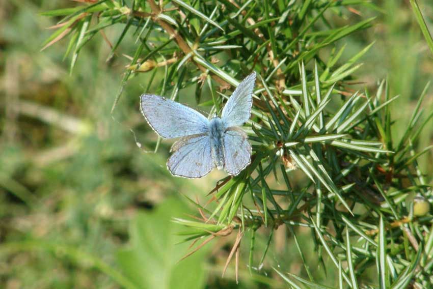 Papillon Argus bleu sur Genièvrre 