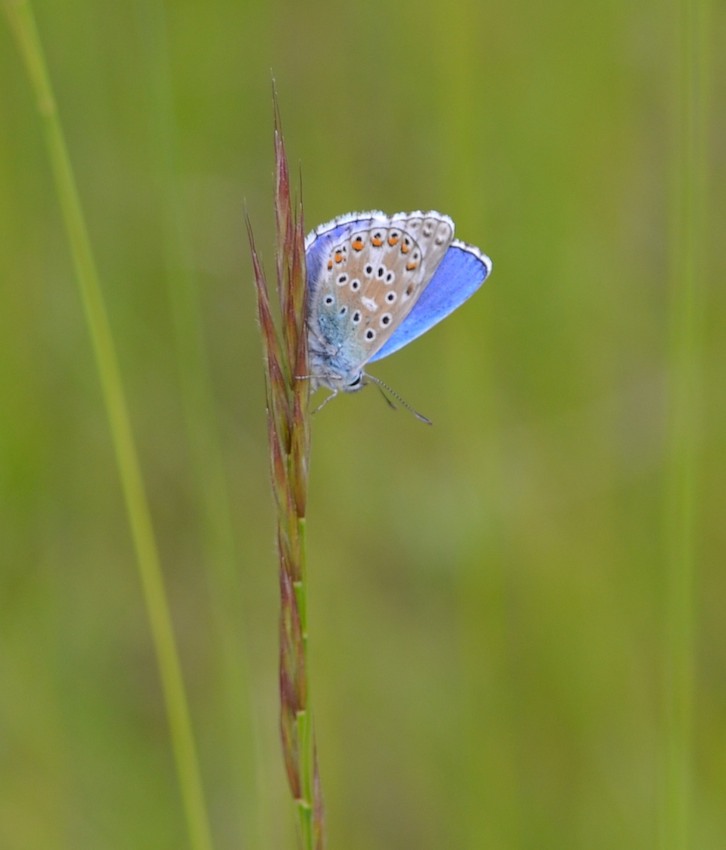 Papillon Argus bleu