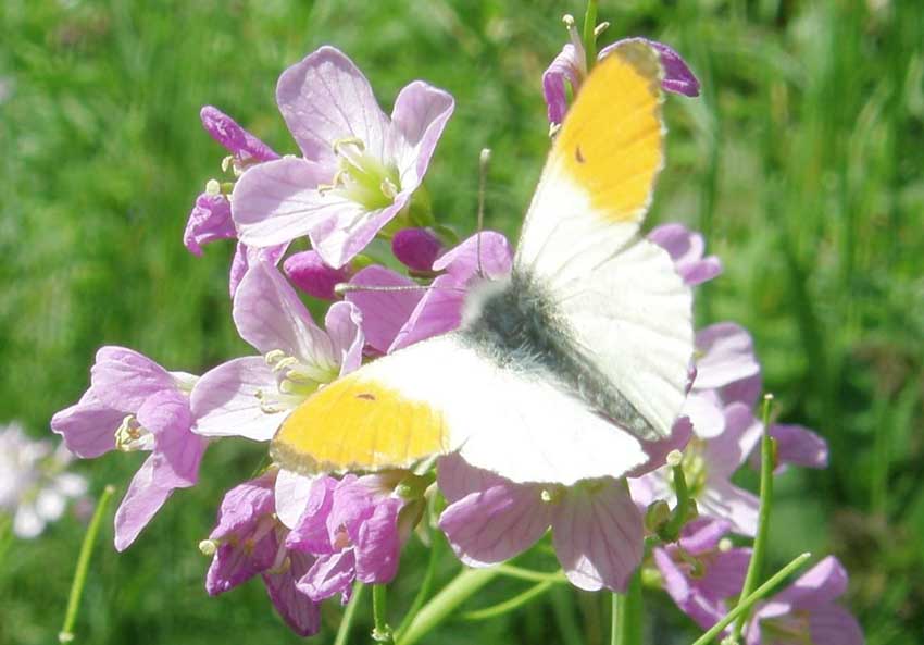 Papillon Aurore mâle (Anthocharis) sur Cardamine des prés 