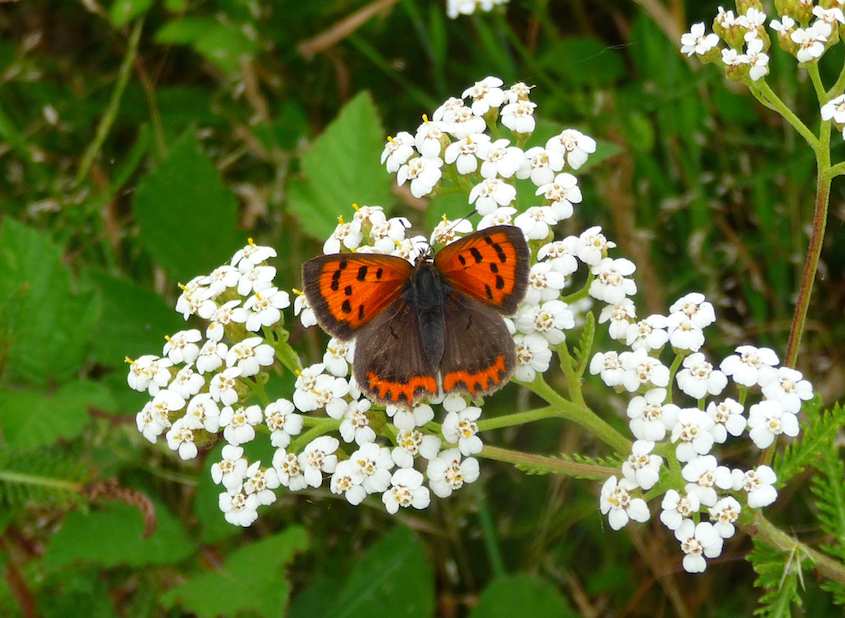 Papillon Cuivré commun - Lycaena phlaeas