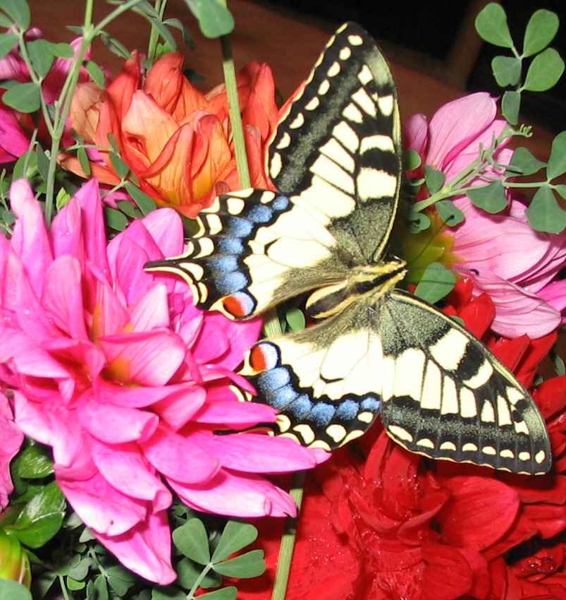 Papillon Machaon 1