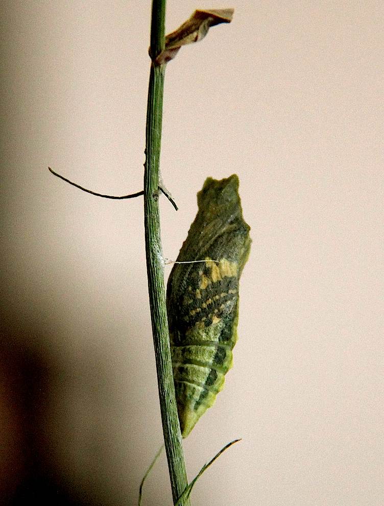 Papillon Machaon - Chrysalide