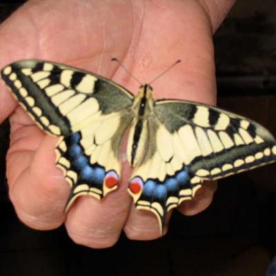Papillon Machaon venant de naître