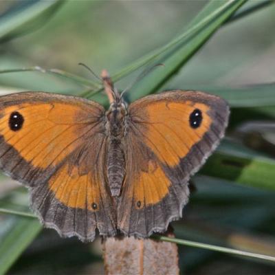 Papillon Myrtil ailes déployées