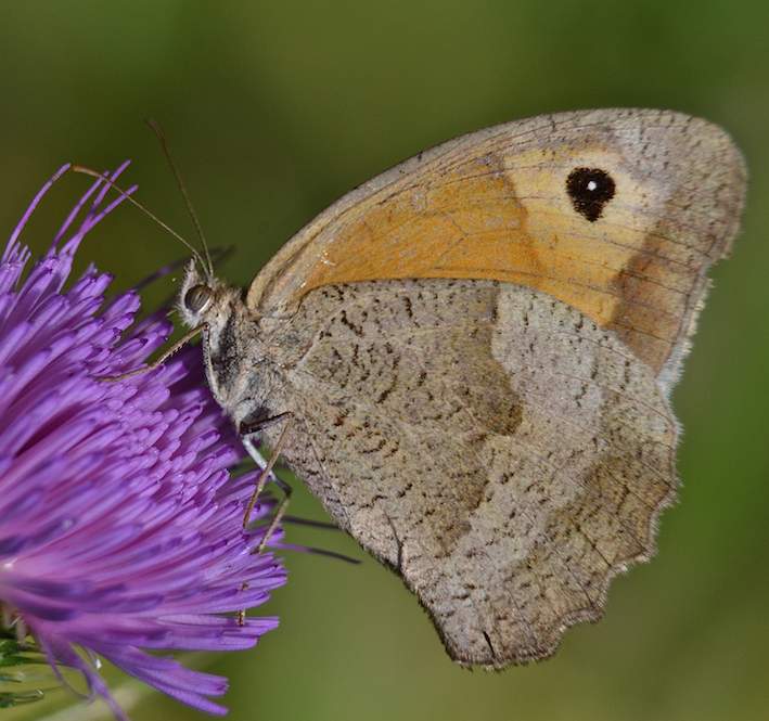 Papillon Myrtil ou Satyre - Maniola jurtina