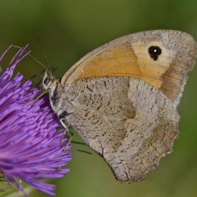 Papillon Myrtil ou Satyre - Maniola jurtina