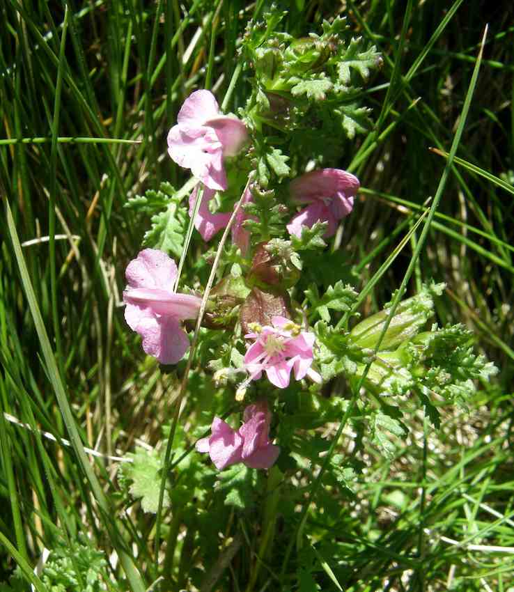 Pediculaire des marais 1 - Pedicularis palustris - Scrophulariaceae