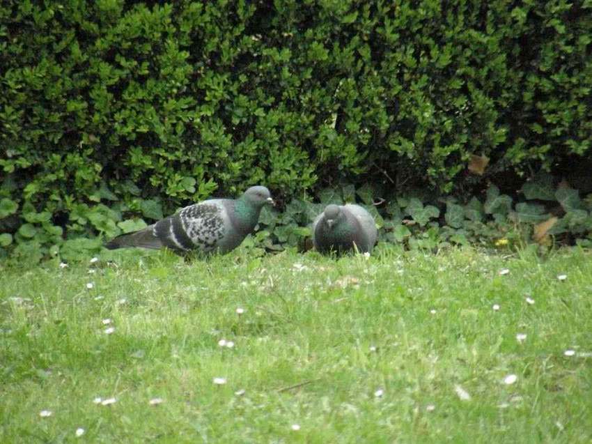 Pigeons bizet - Columba livia