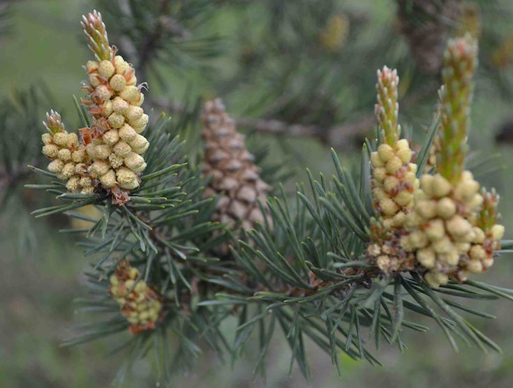 Pin noir - Pinus nigra