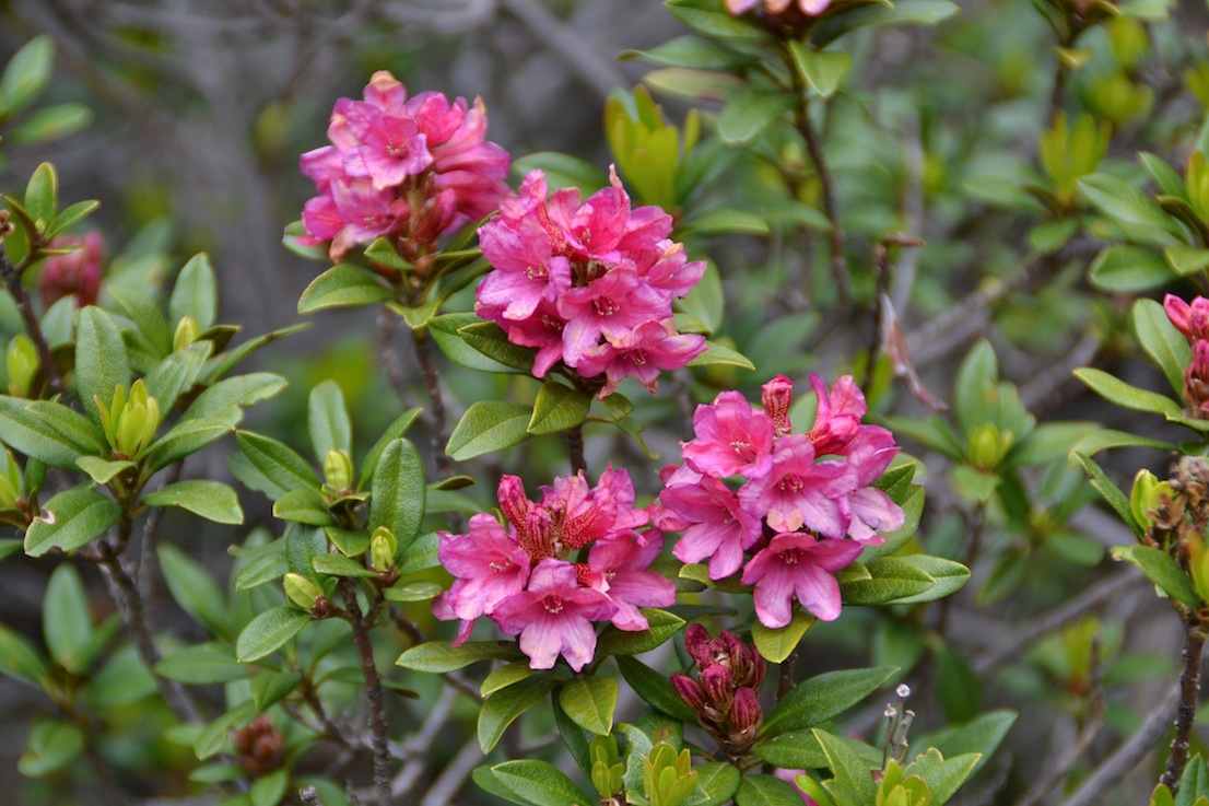 Rhododendron 2