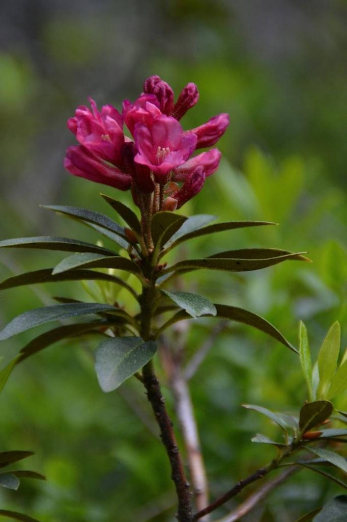Rhododendron rouge