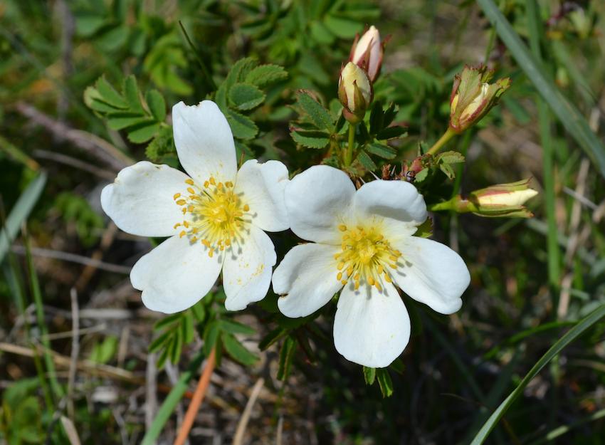 Rosier pimprenelle - Rosa pimpinellifolia - Rosaceae