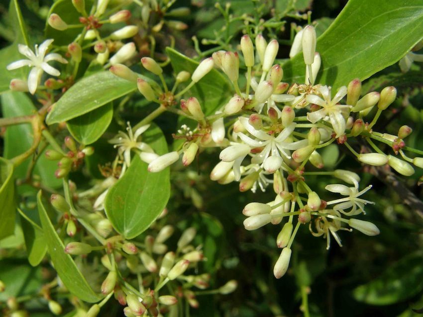 Salsepareille fleurs - Smilax aspera - Smilacaceae