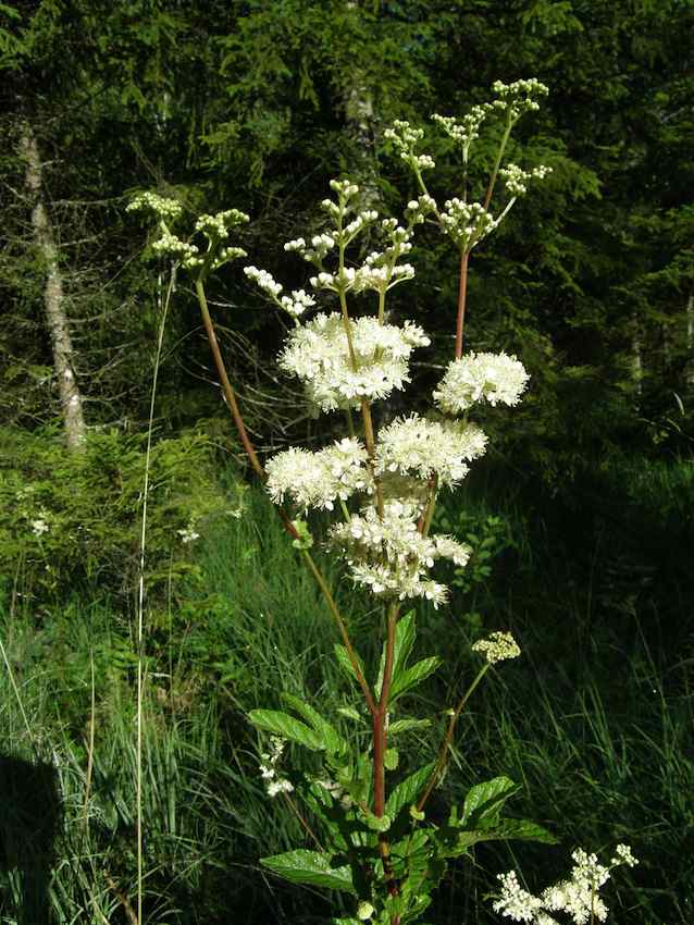 Spirée filipendule 1 - Filipendula vulgaris