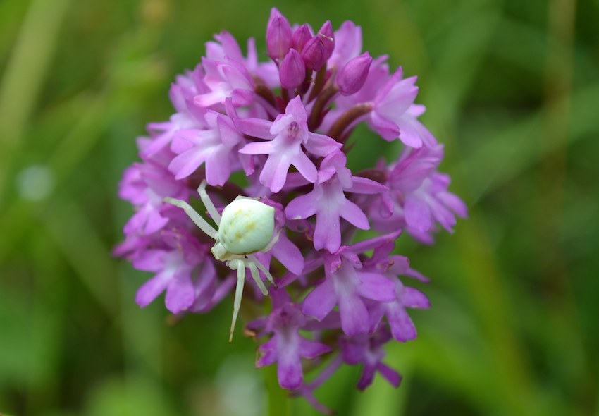 Thomise sur Orchis pyramidal