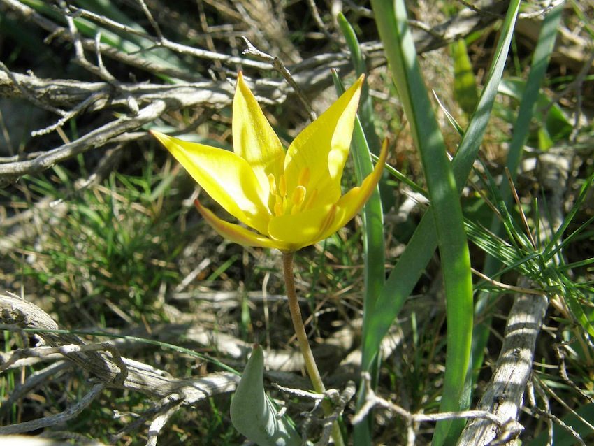 Tulipe du midi - Tulipa sylvestris - Liliaceae