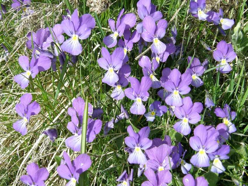 Violette de l'Aubrac - Violaceae