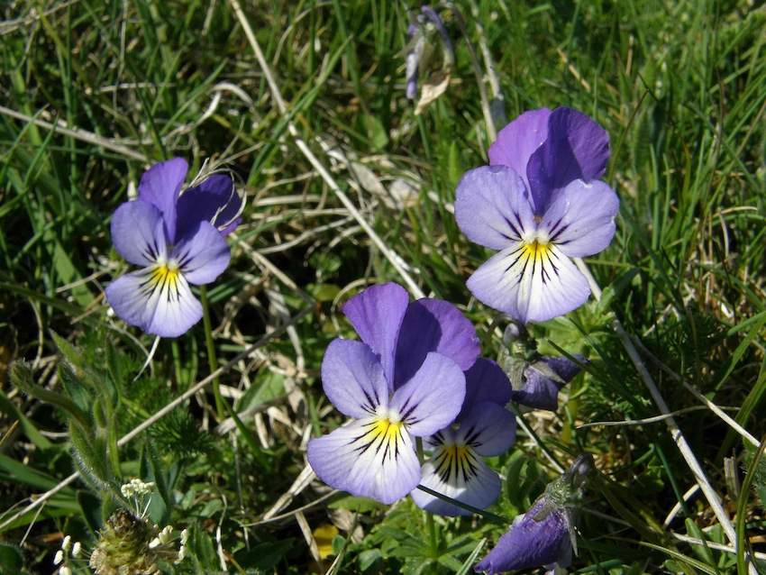Violette de Silésie - Violaceae