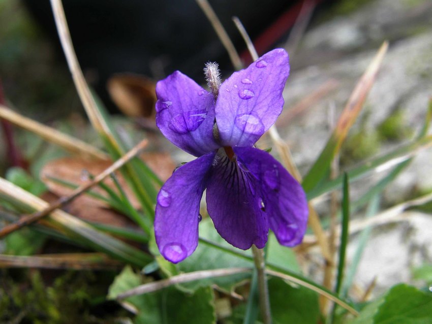 Violette - Viola odorata