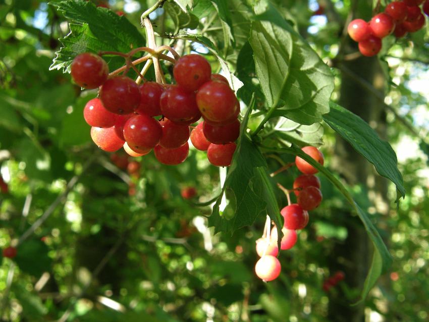 Viorne obier - Fruits