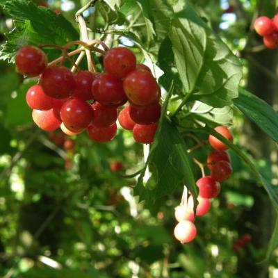 Viorne obier - Fruits
