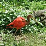 ibis-rouge-eudocimus-ruber.jpg