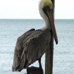 pelican-brun-pelicanus-occidentalis.jpg