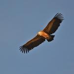 vautour-fauve-5.jpg
