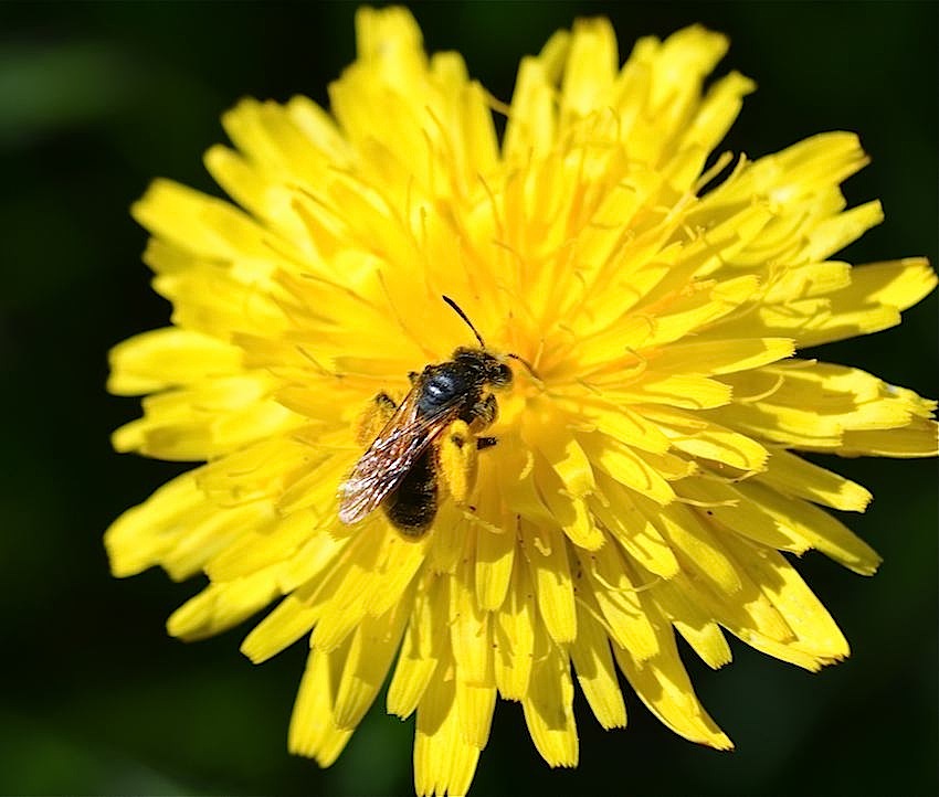 Abeille récoltant le pollen