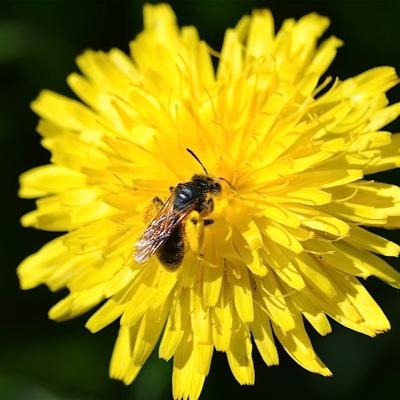 Abeille récoltant le pollen