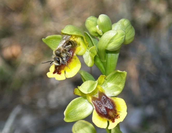 Abeille sur Ophrys lutea