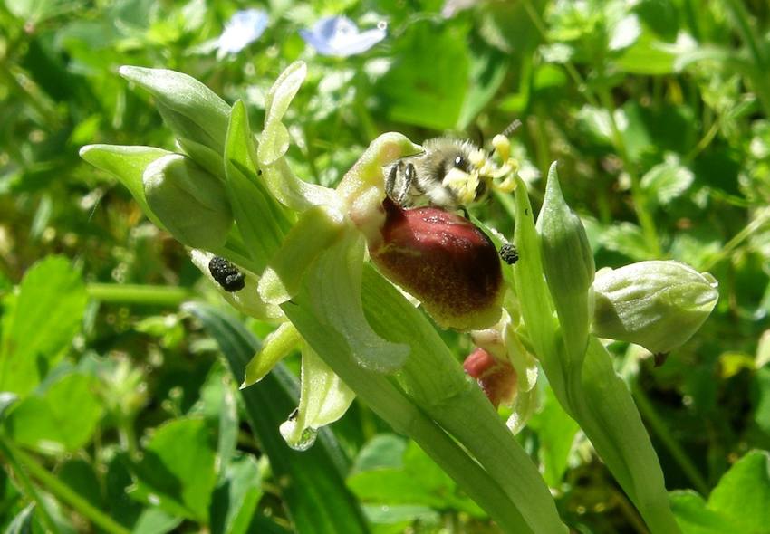 Abeille transportant les pollinies