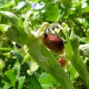 Abeille transportant les pollinies