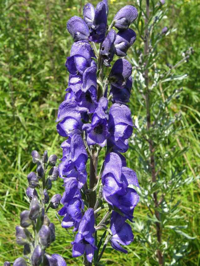 Aconit napel 2 - Aconitum napellus