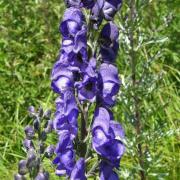 Aconit napel 2 - Aconitum napellus