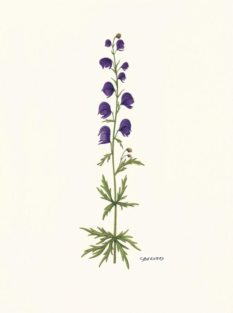 Aconit napel - Aconitum napellus