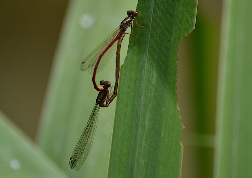 Agrion - accouplement