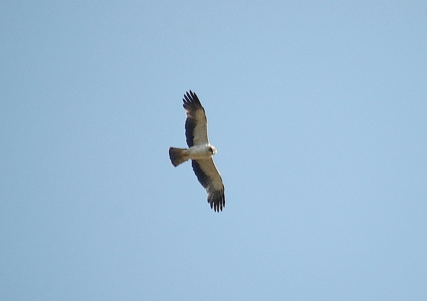 Aigle botté - copie