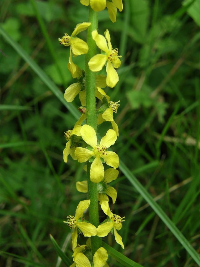 Aigremoine eupatoire - Agrimonia eupatoria