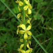 Aigremoine eupatoire - Agrimonia eupatoria