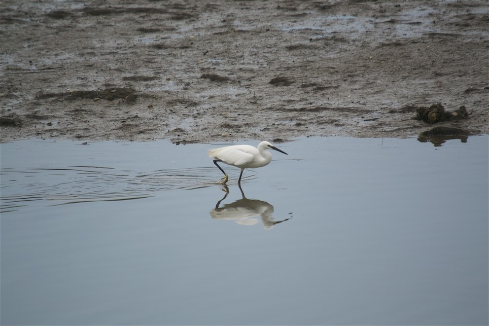 Aigrette garzette 1