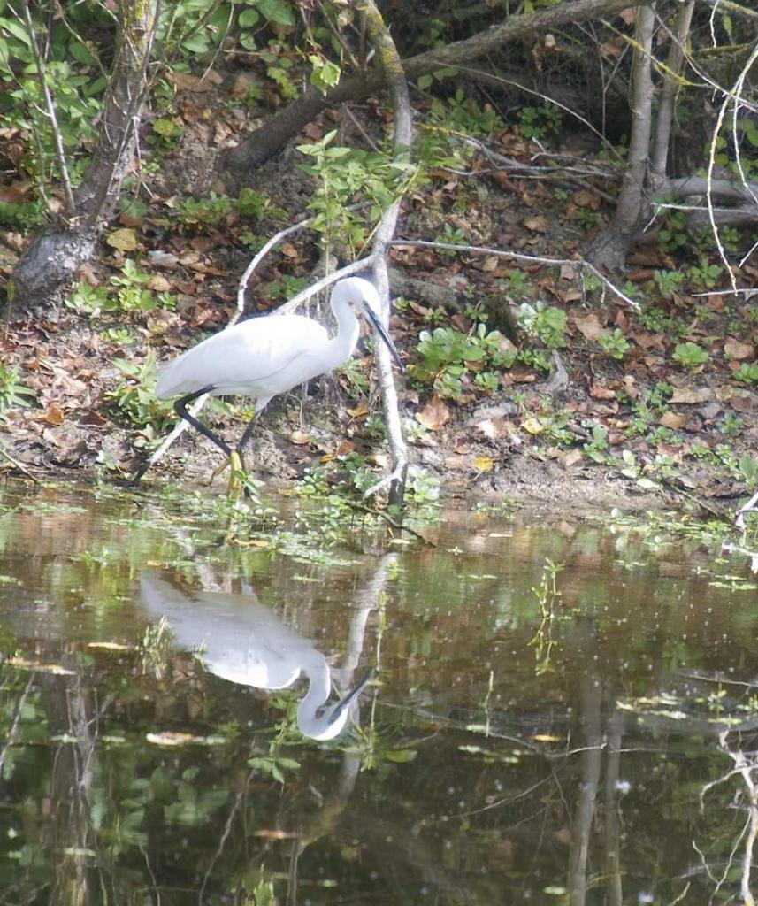 Aigrette garzette 2