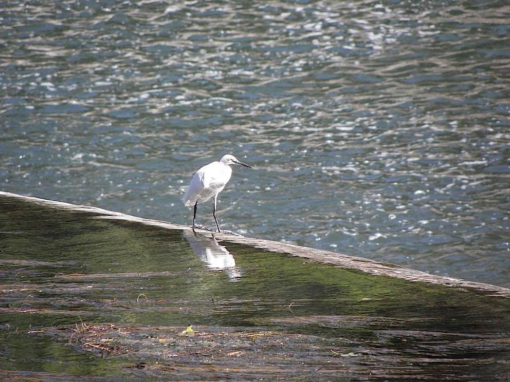 Aigrette garzette