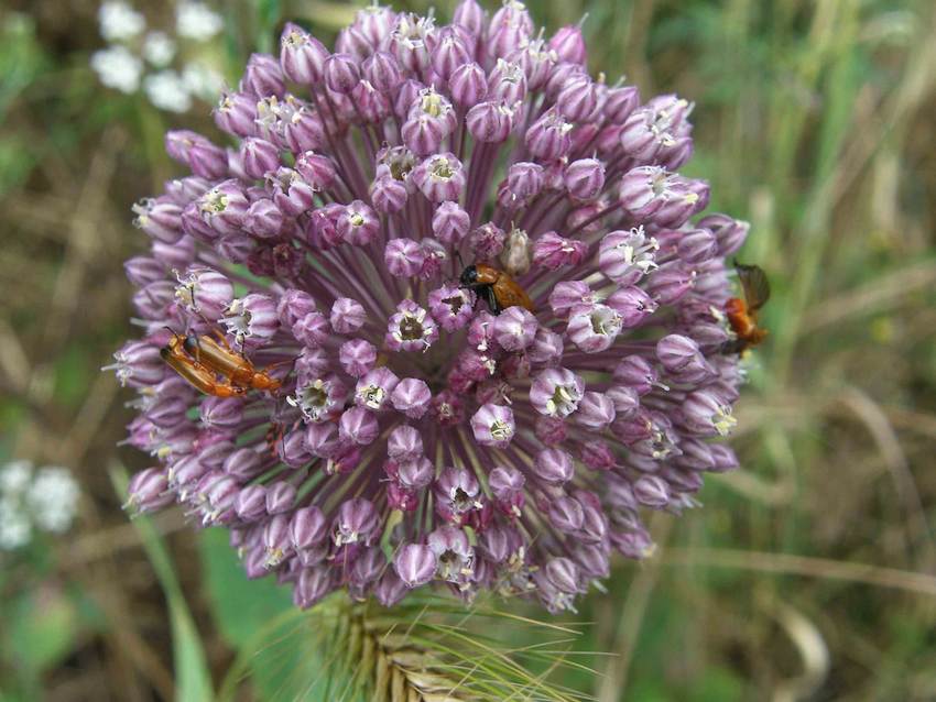 Ail à tête ronde et insectes