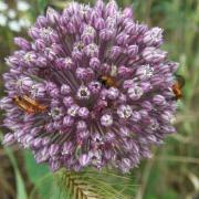 Ail à tête ronde et insectes