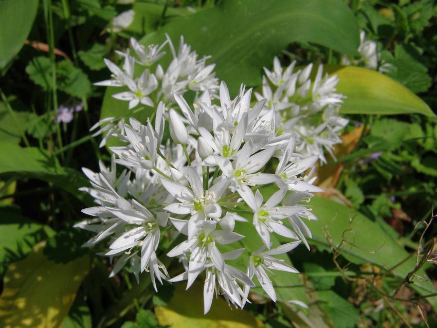 Ail des ours - Allium ursinum