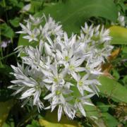 Ail des ours - Allium ursinum