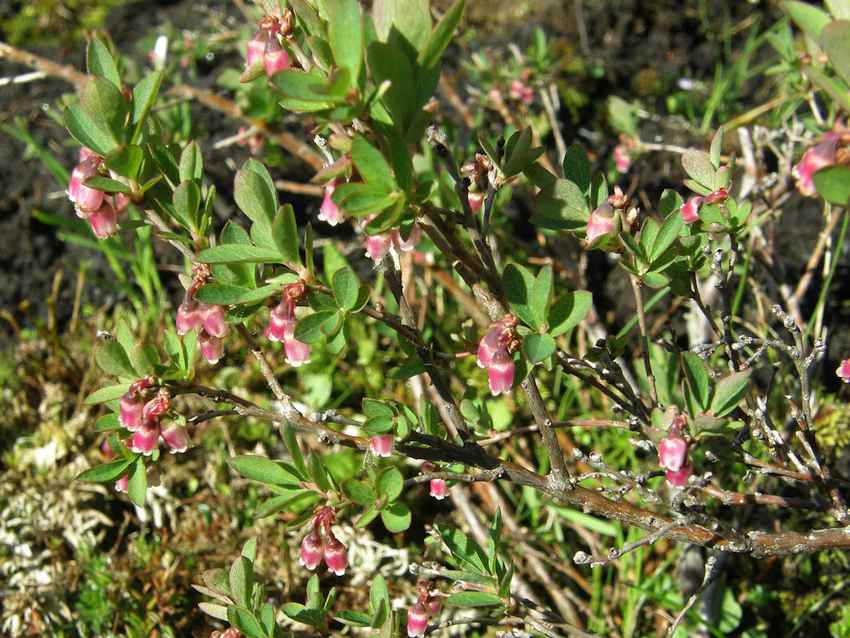 Airelle des marais - Vaccinium uliginosum