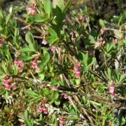 Airelle des marais - Vaccinium uliginosum