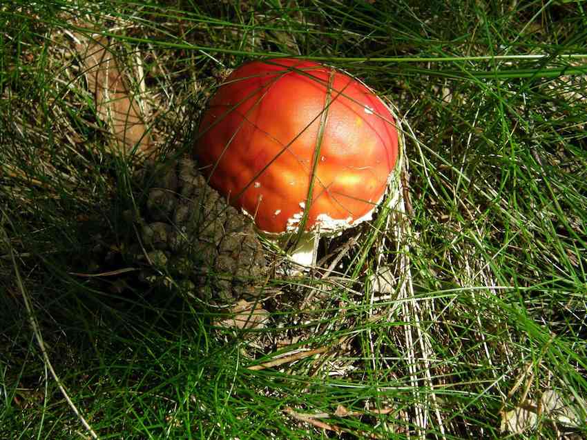 Amanite tue mouche 1 -  Amanita muscaria